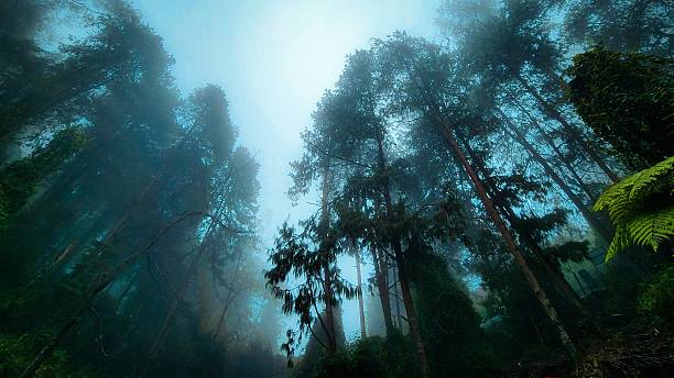Misty layers of fog through the forest, framed by lush ferns and heart-shaped leaves, creating a hidden paradise of wilderness and serenity